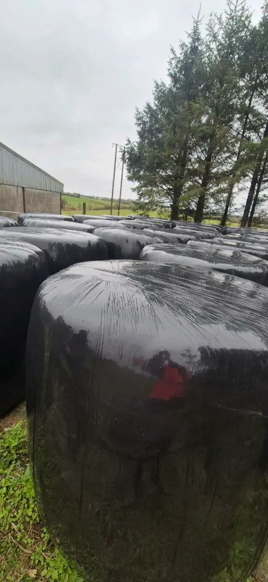 Haylage bales suit horses - Image 1