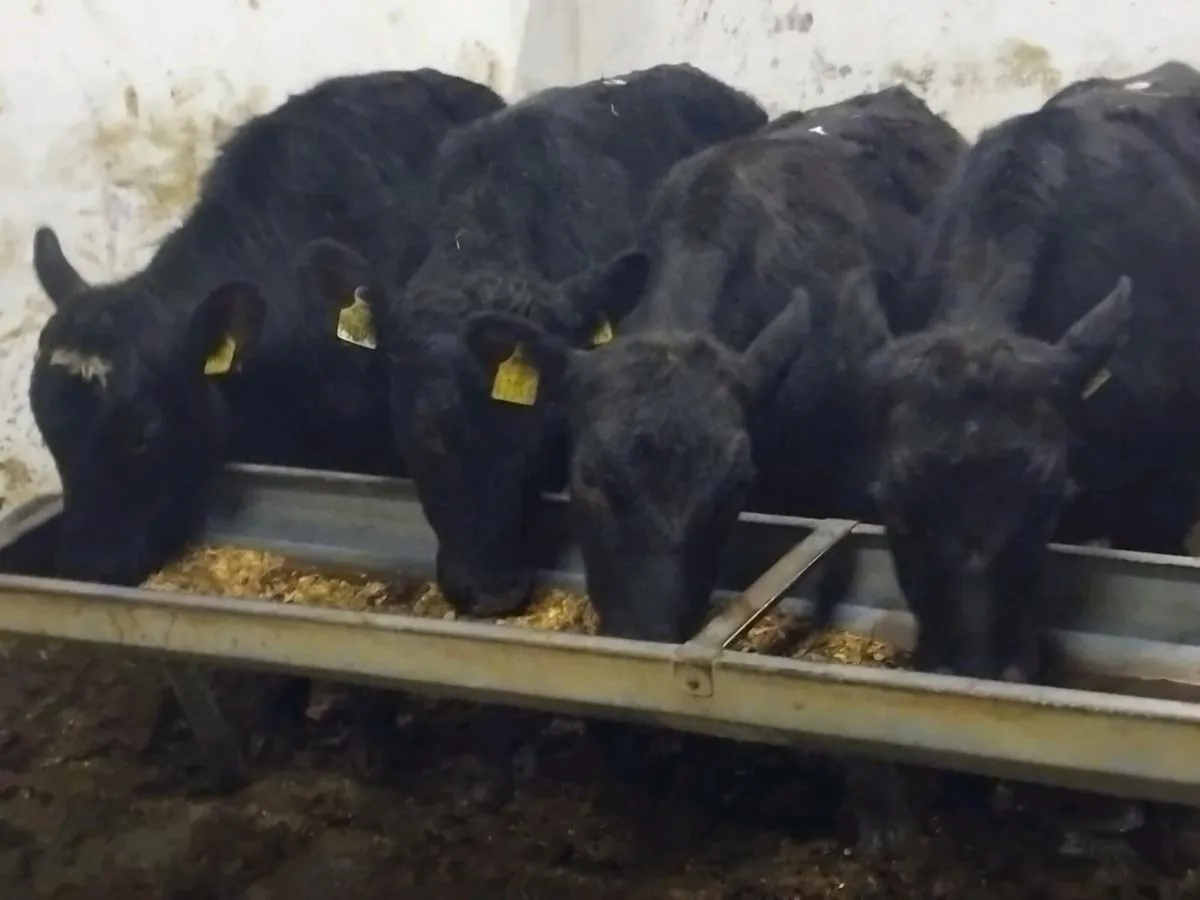 4 Quality Angus Bullocks - Image 1