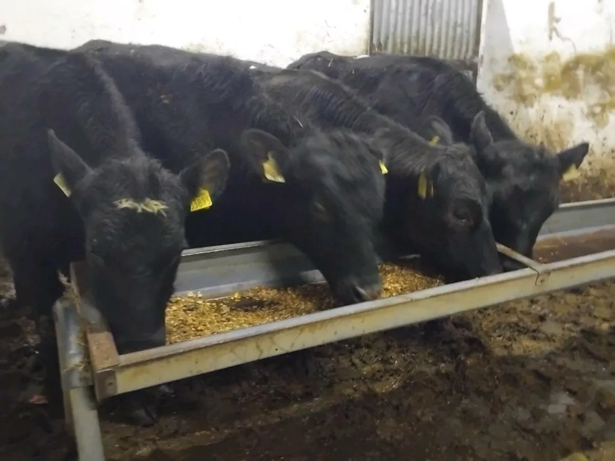 4 Quality Angus Bullocks - Image 2