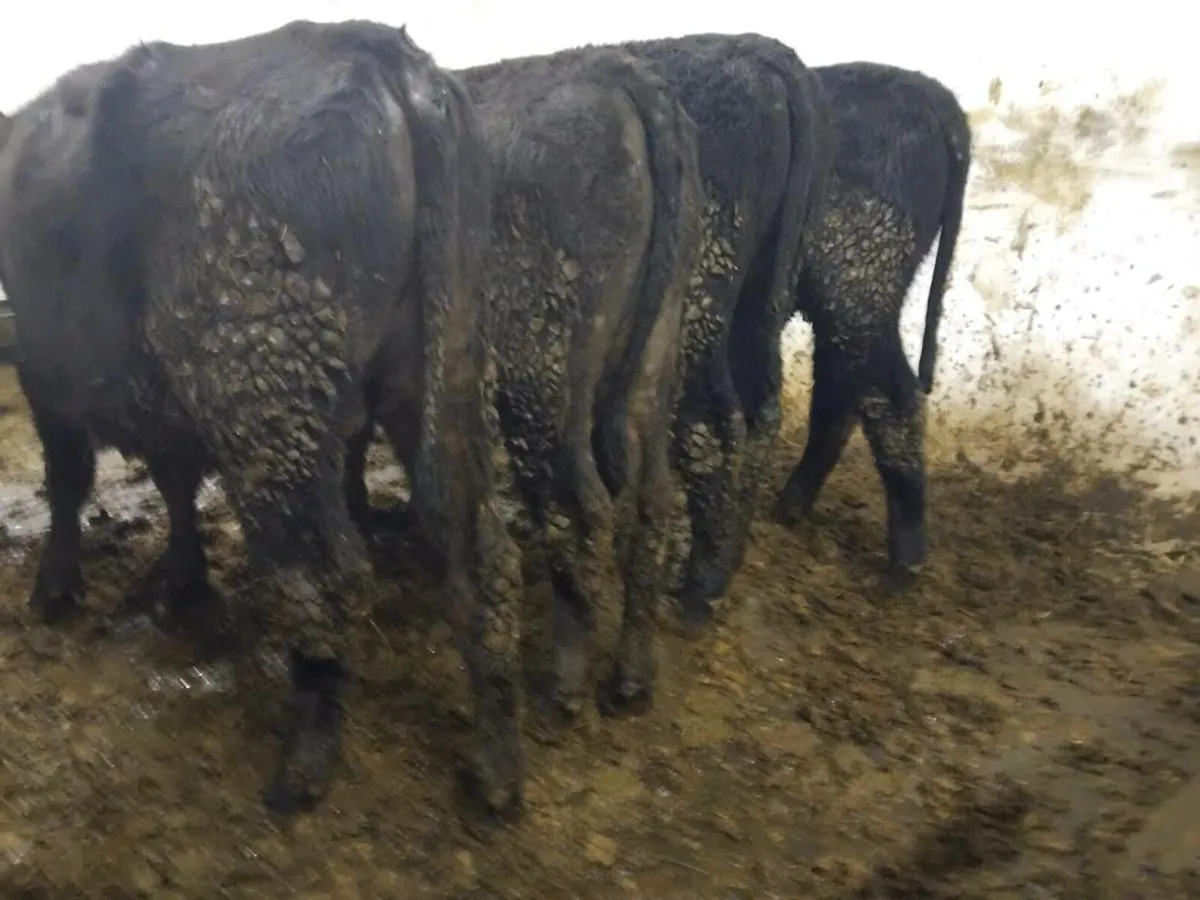 4 Quality Angus Bullocks - Image 3