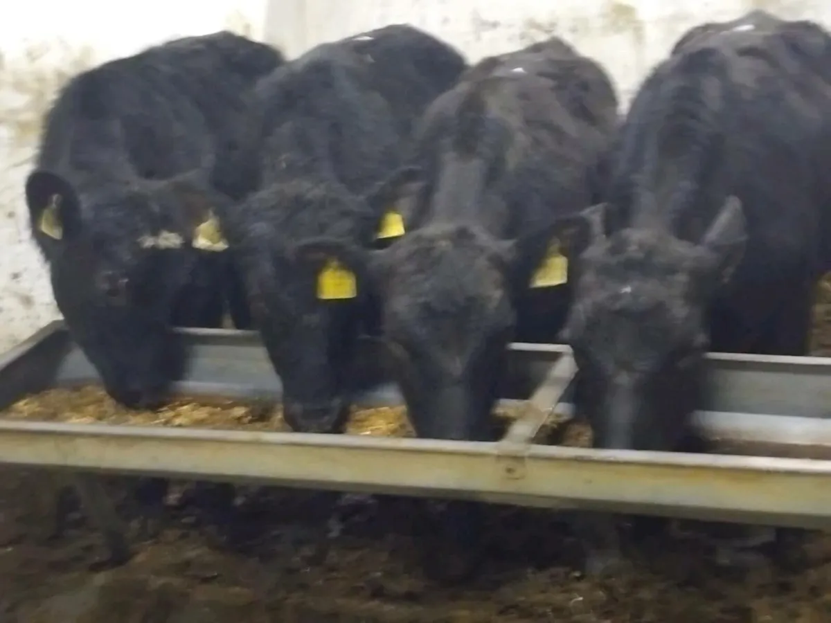 4 Quality Angus Bullocks - Image 4