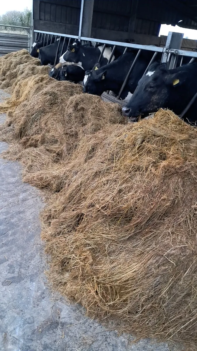 Bales of silage - Image 1