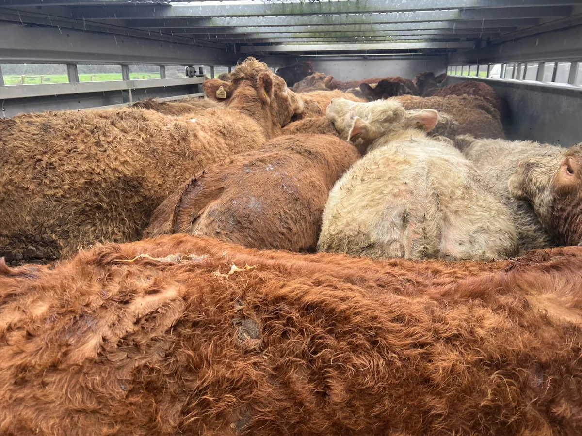 Smashing 500kg / 600kg Bullocks - Image 1