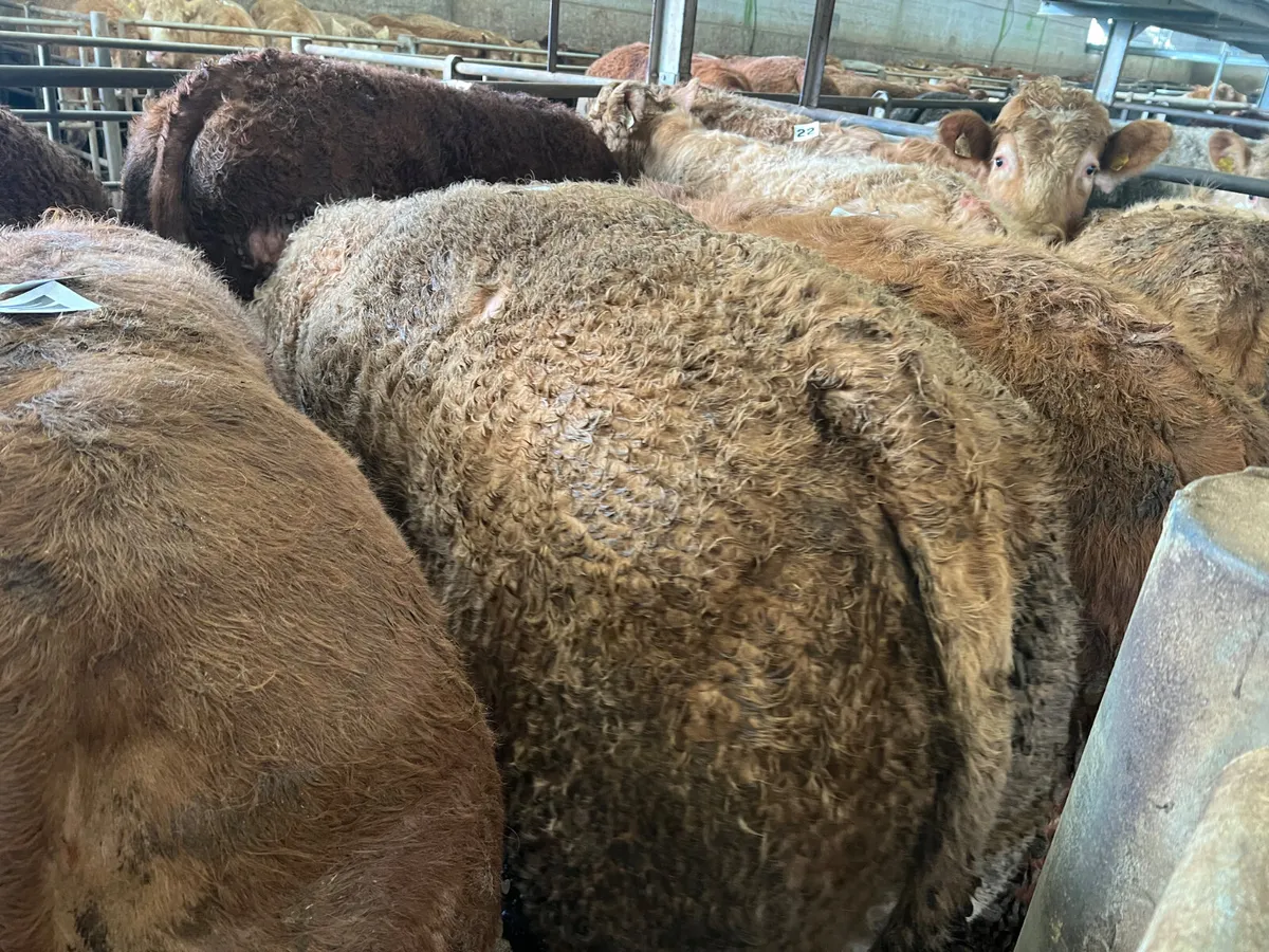 Smashing 500kg / 600kg Bullocks - Image 2