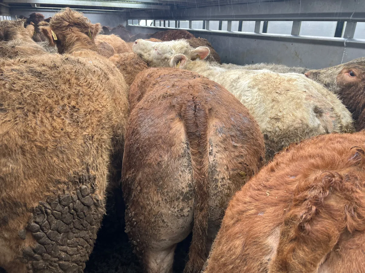 Smashing 500kg / 600kg Bullocks - Image 4