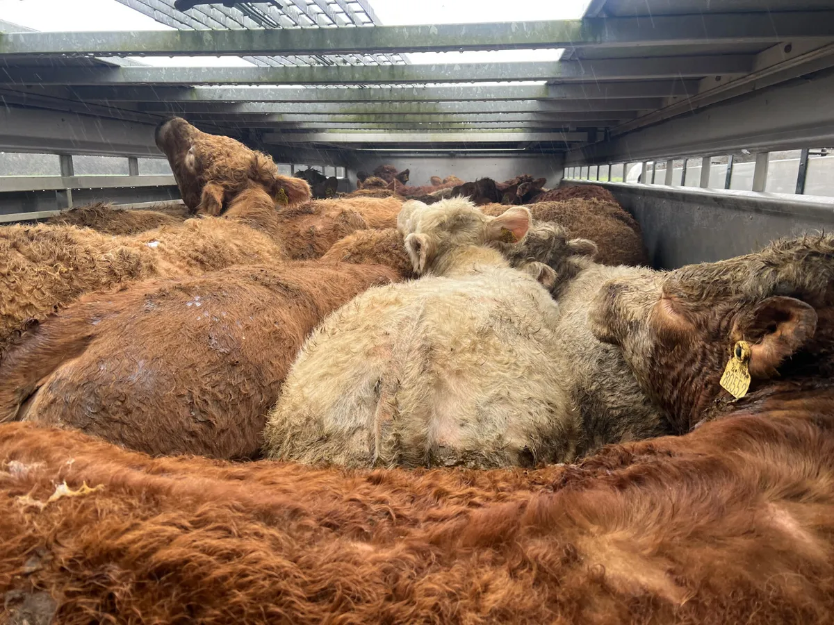 Smashing 500kg / 600kg Bullocks - Image 3