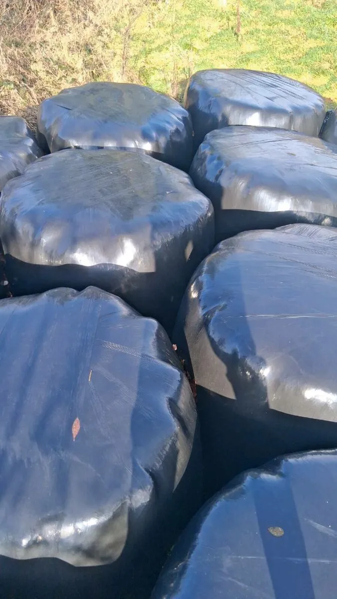 SILAGE BALES / HAYLAGE - Image 1