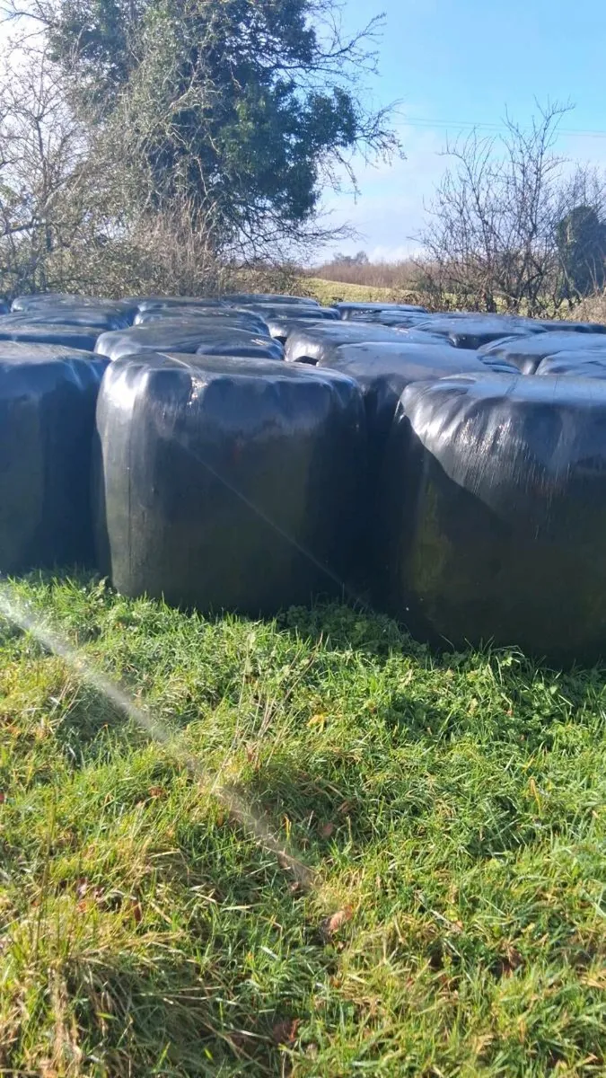 SILAGE BALES / HAYLAGE - Image 3