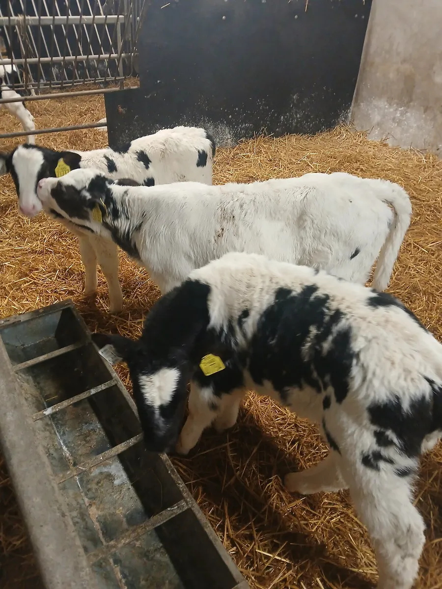Calves - Image 1