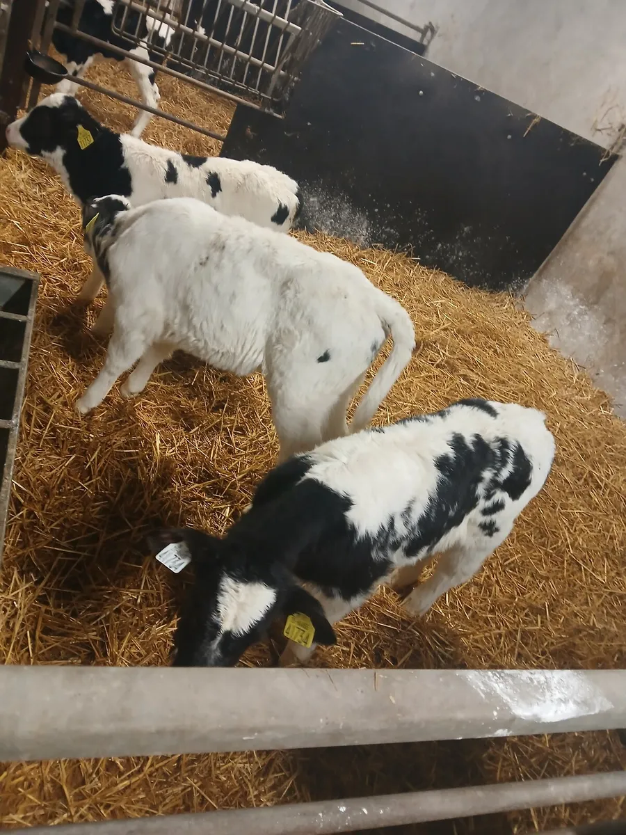Calves - Image 2