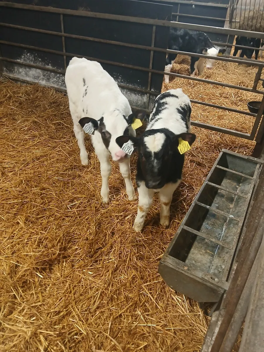 Calves - Image 4