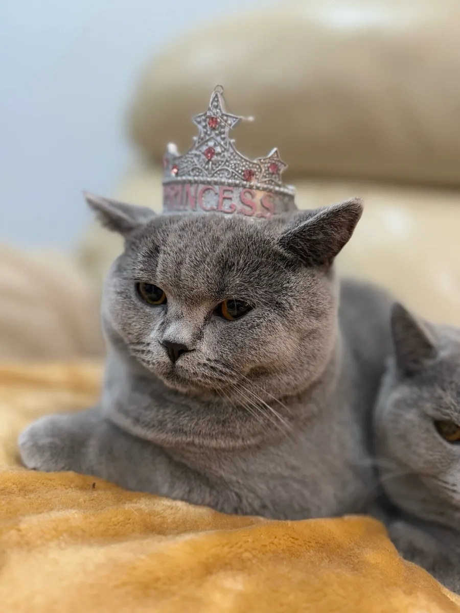 GCCFI Registered British Shorthair - Image 2