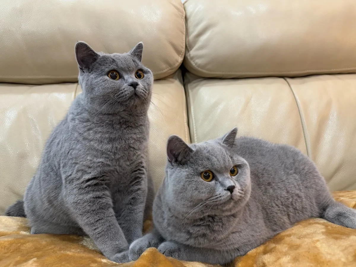 GCCFI Registered British Shorthair - Image 3