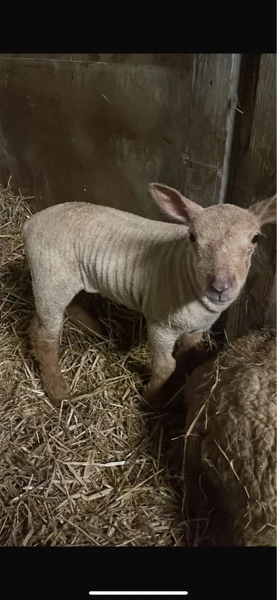 3x pet lambs - Image 1