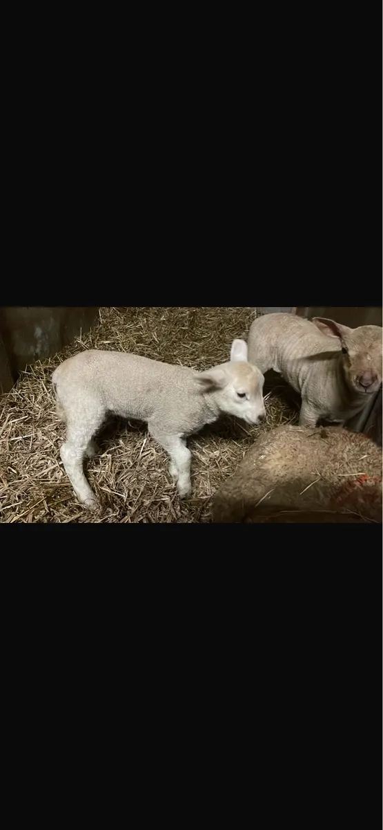 3x pet lambs - Image 2
