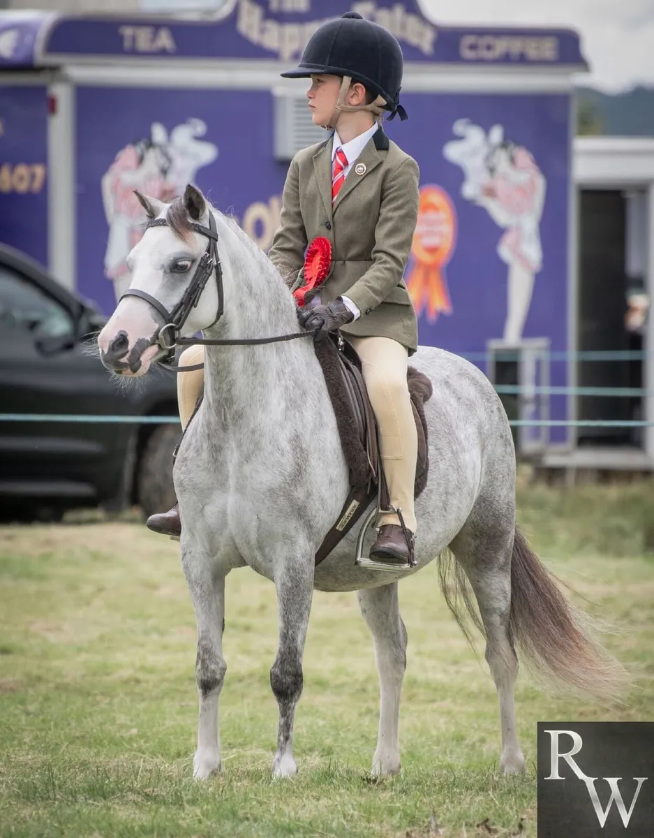 Cracking little pony - Image 2