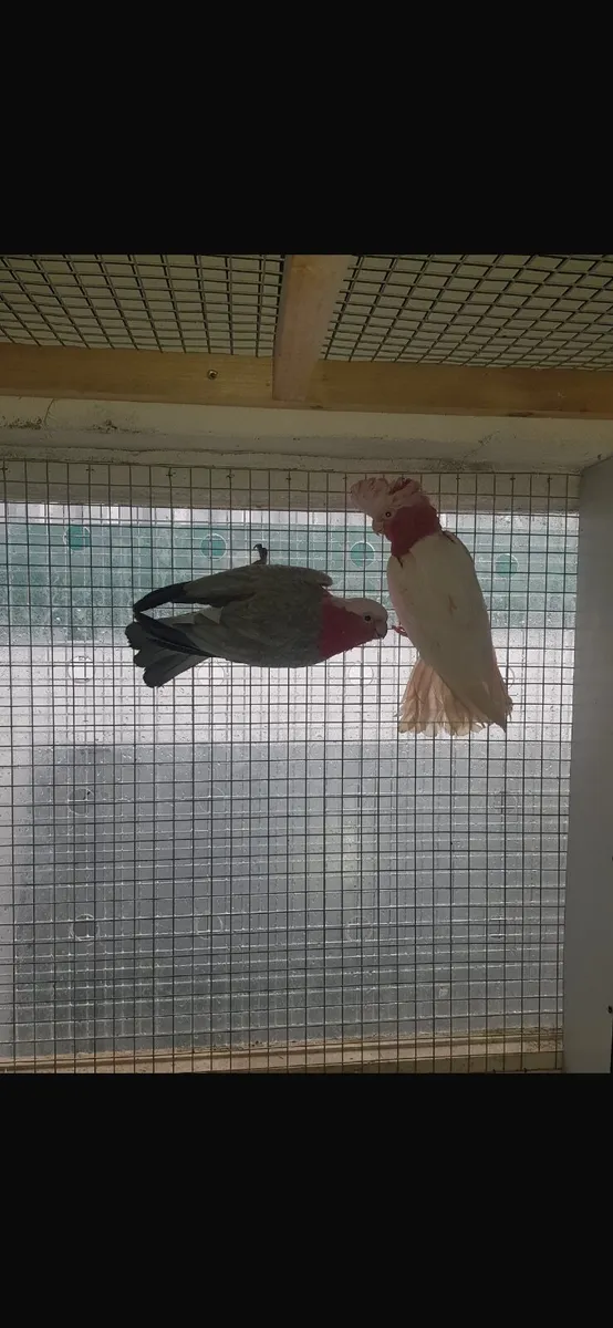 Pair of Galahs,Quakers - Image 2