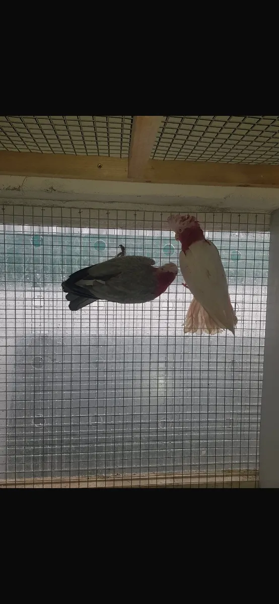 Pair of Galahs,Quakers - Image 3