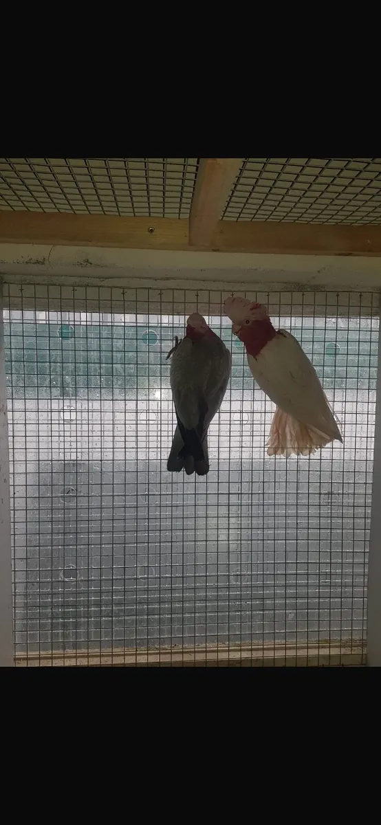 Pair of Galahs,Quakers - Image 4