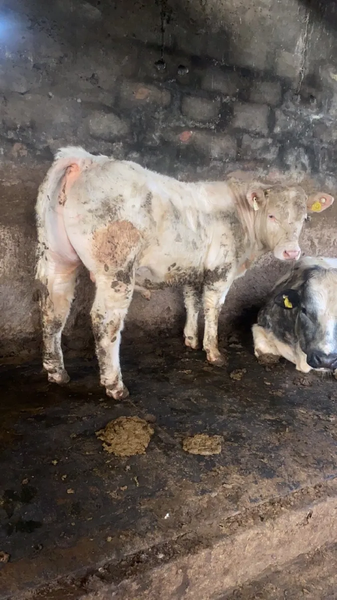 5 star Pedigree Registered Charolais bull - Image 1