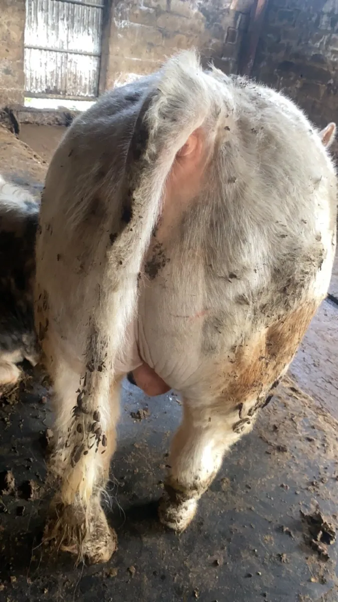 5 star Pedigree Registered Charolais bull - Image 3