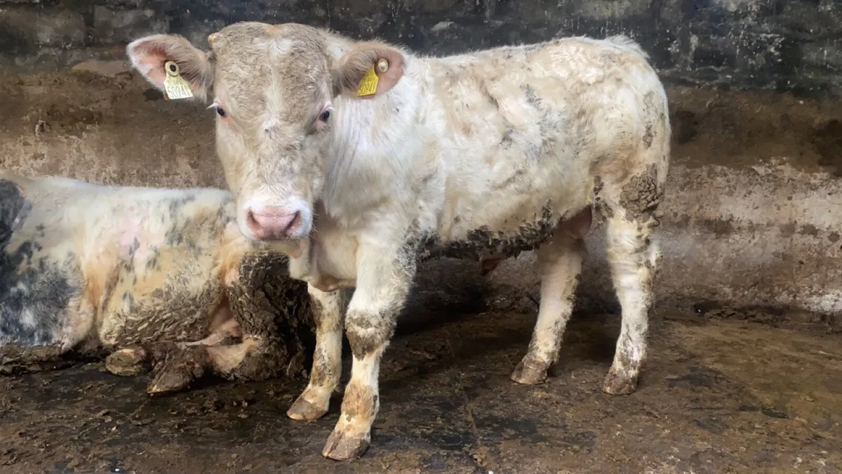 5 star Pedigree Registered Charolais bull - Image 4