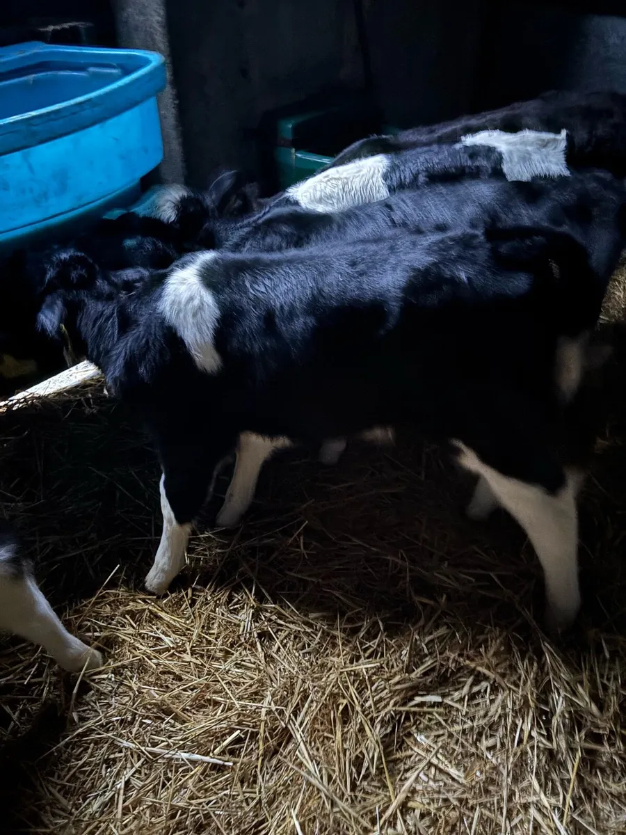 Fr and Angus - Image 1