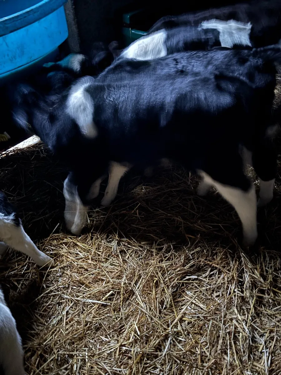 Fr and Angus - Image 2