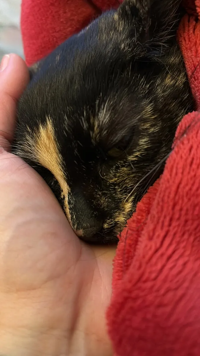 Willow and Tilly - Image 3