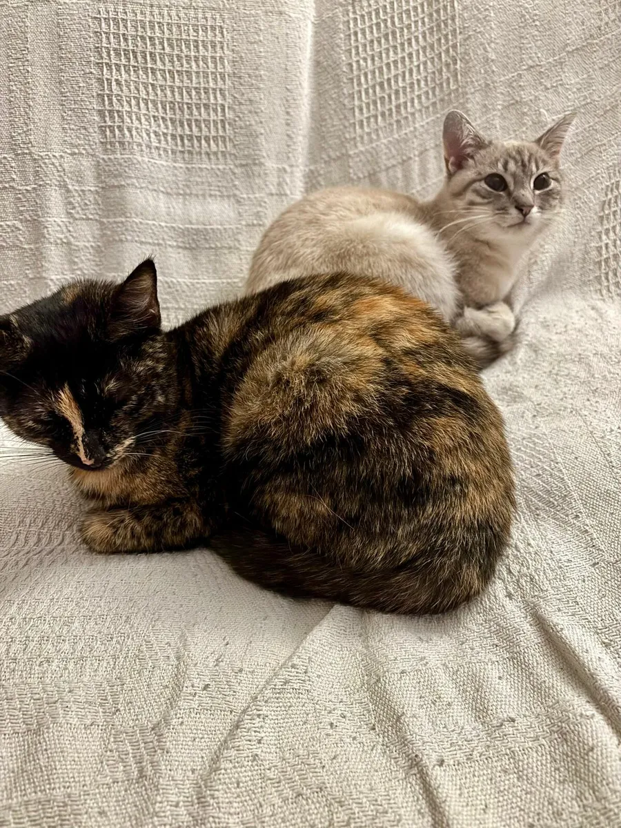 Willow and Tilly - Image 1