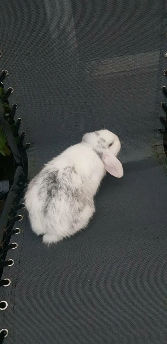 Purebred Mini lop Bunnies/rabbits - Image 4