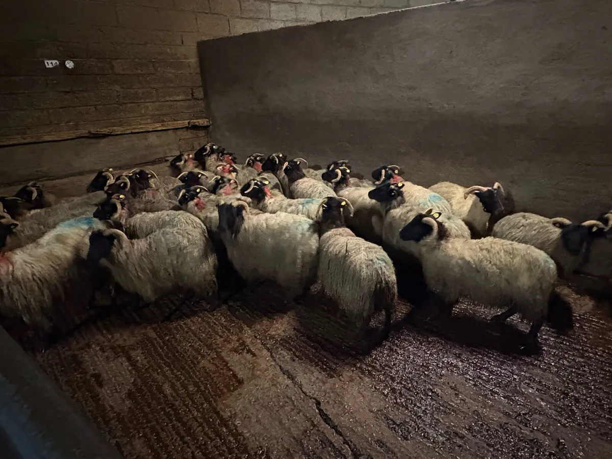 Horned Ewe Lambs for Dowra mart tomorrow - Image 3