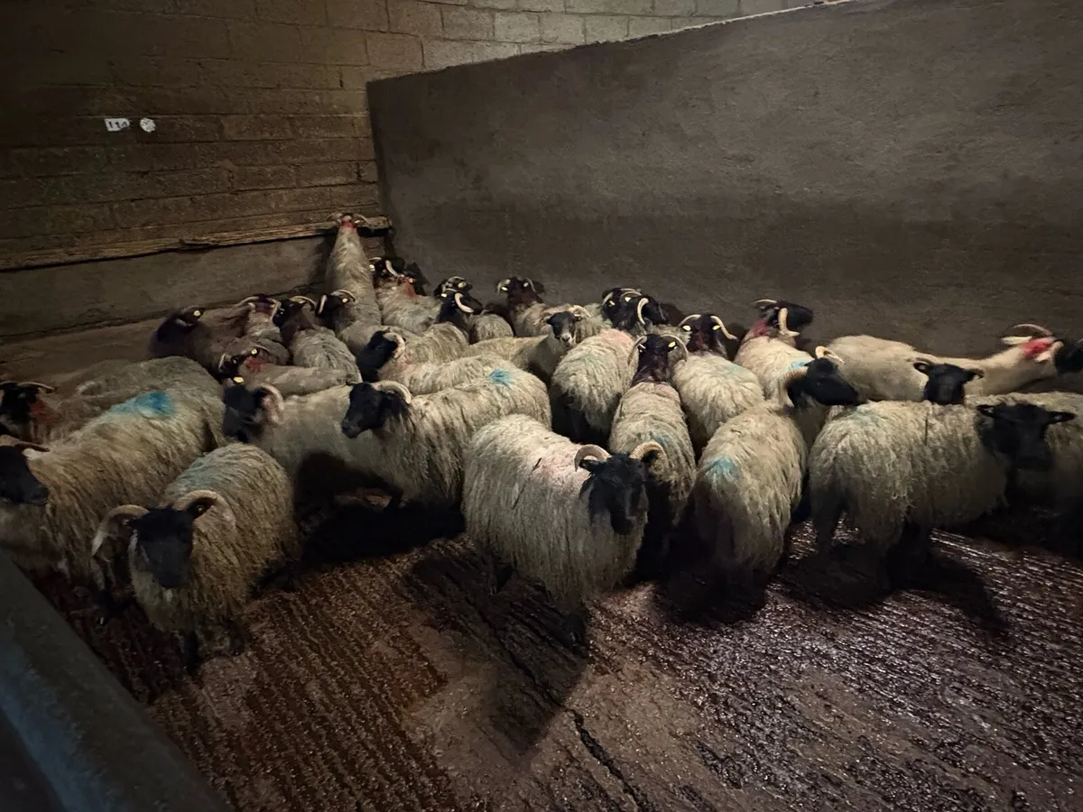 Horned Ewe Lambs for Dowra mart tomorrow - Image 1
