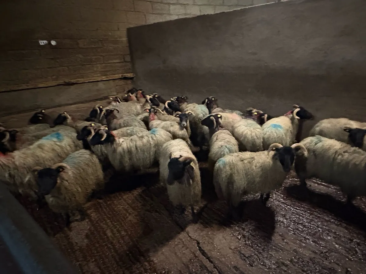 Horned Ewe Lambs for Dowra mart tomorrow - Image 4