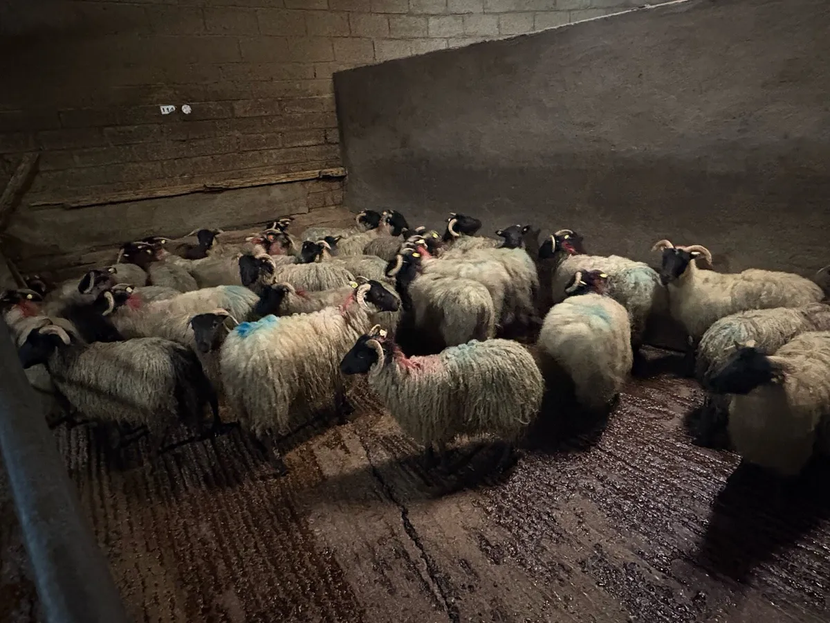 Horned Ewe Lambs for Dowra mart tomorrow - Image 2