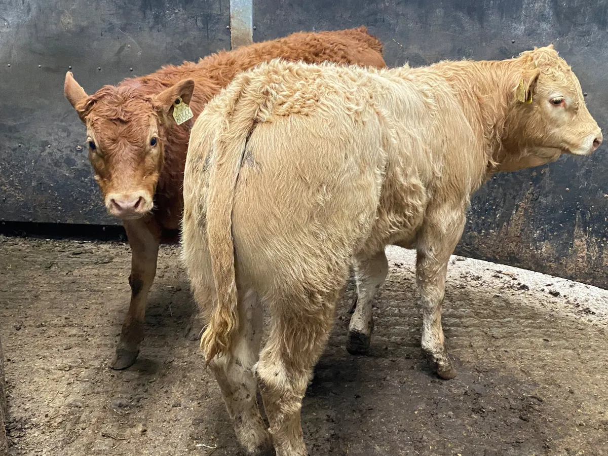 BULLS • HEIFERS • BULLOCKS - Image 2