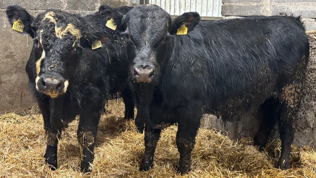 2 Suckler Bred Aberdeen Angus Bullocks - Image 1