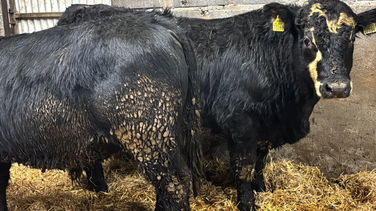 2 Suckler Bred Aberdeen Angus Bullocks - Image 4