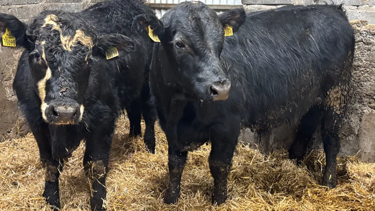 2 Suckler Bred Aberdeen Angus Bullocks - Image 3