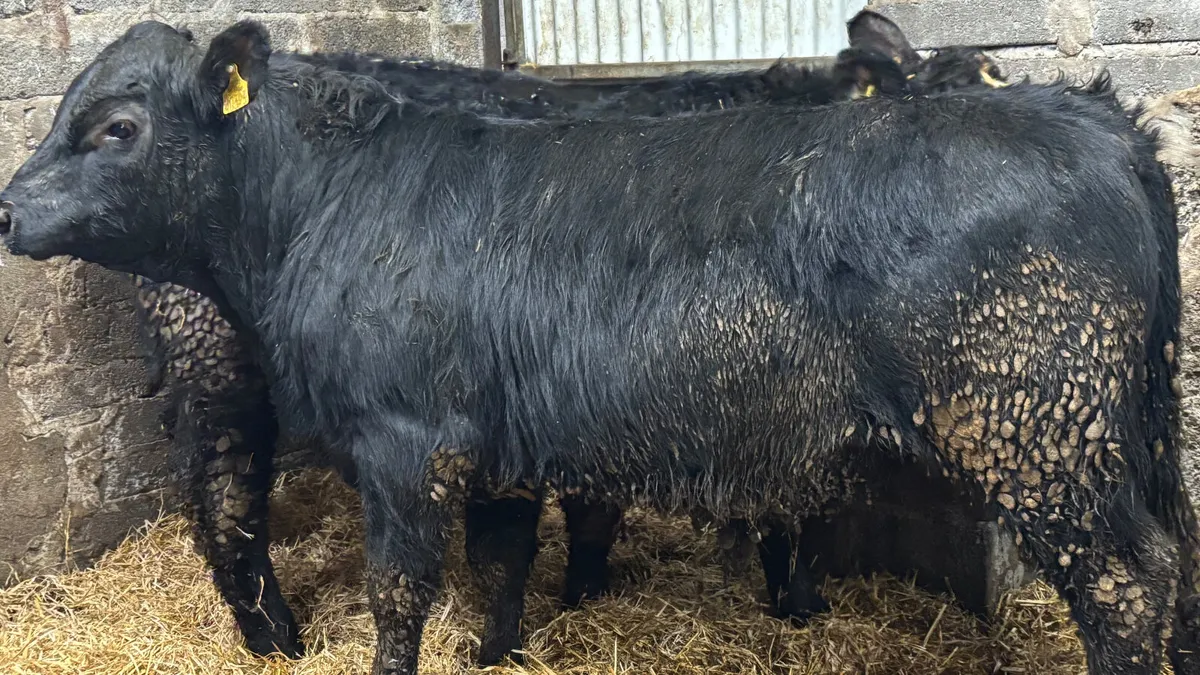 2 Suckler Bred Aberdeen Angus Bullocks - Image 2