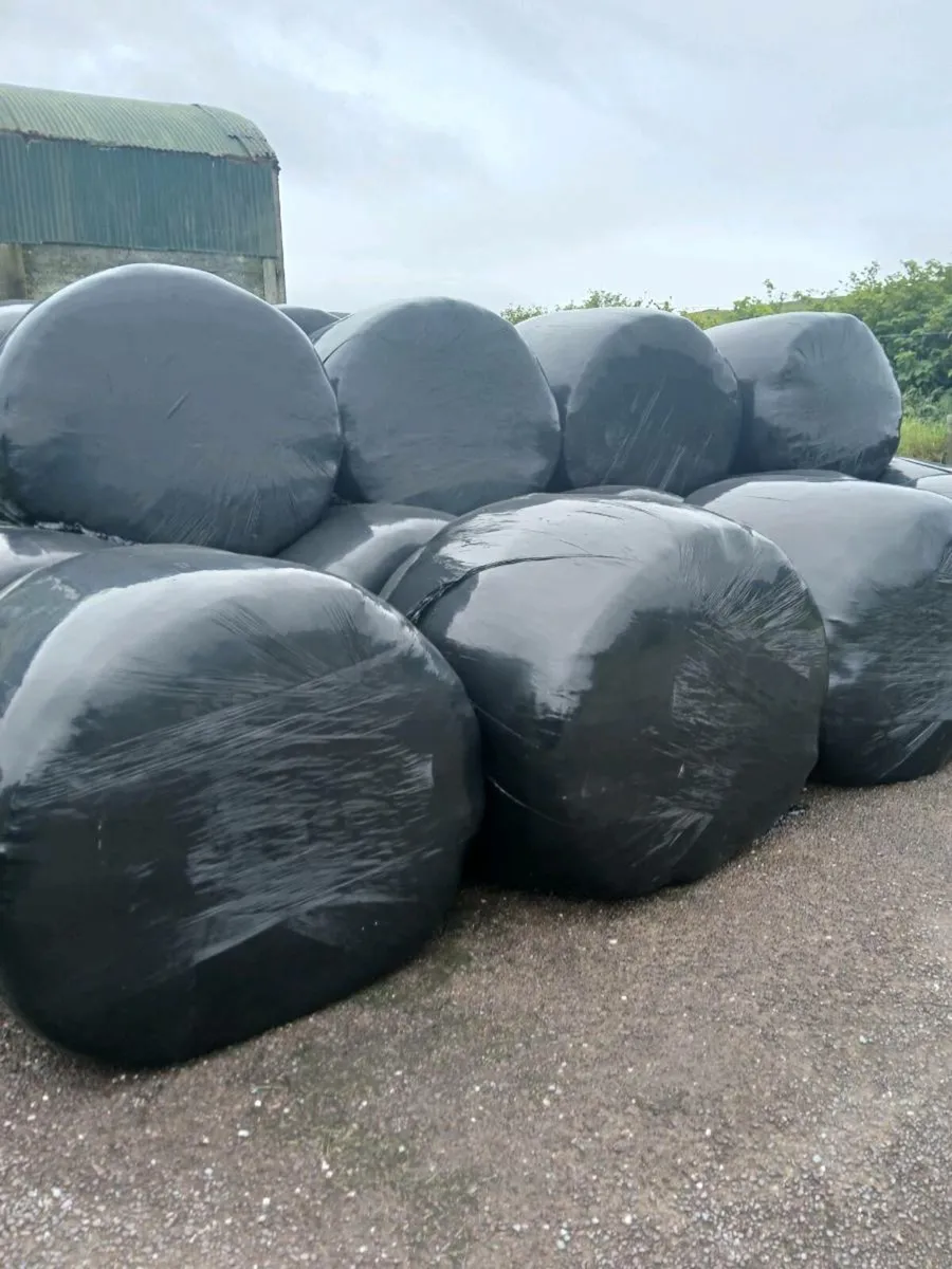 Silage bales. Portmagee - Image 2