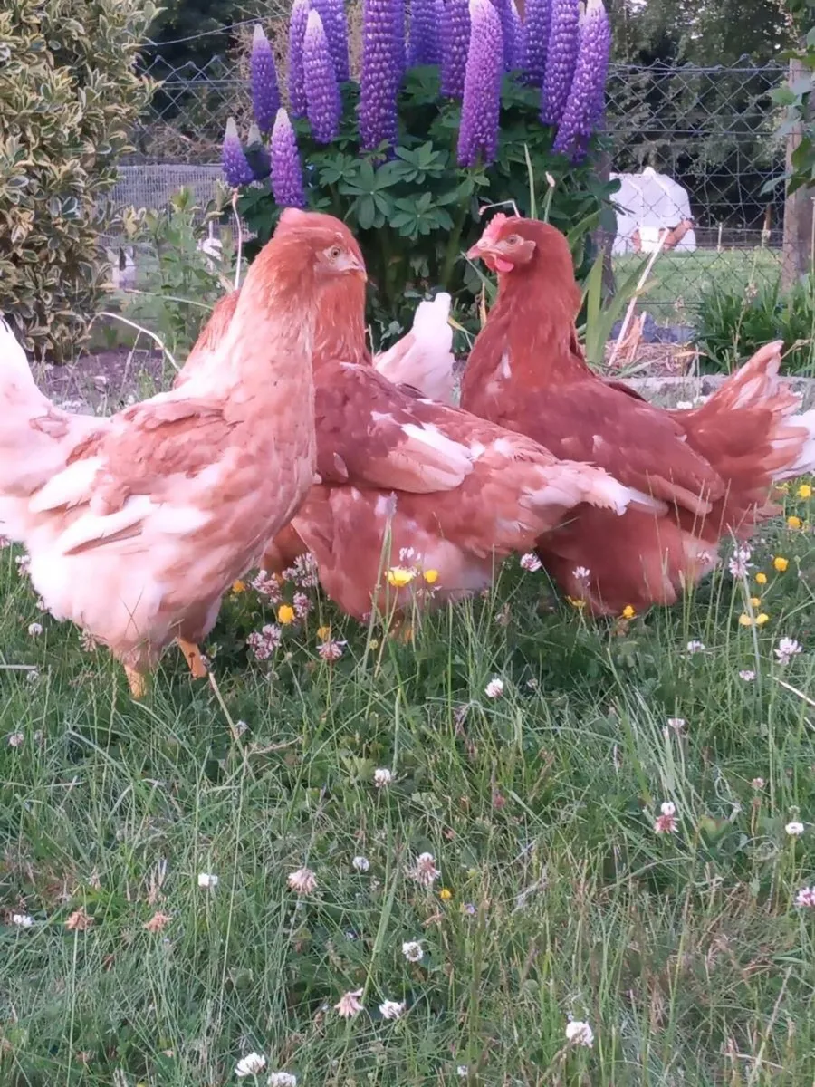 Hybrid RIR Pullets