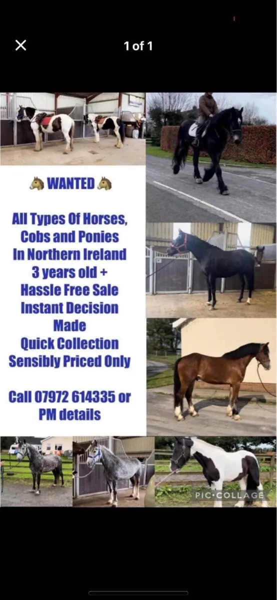 Horses Wanted Northern Ireland