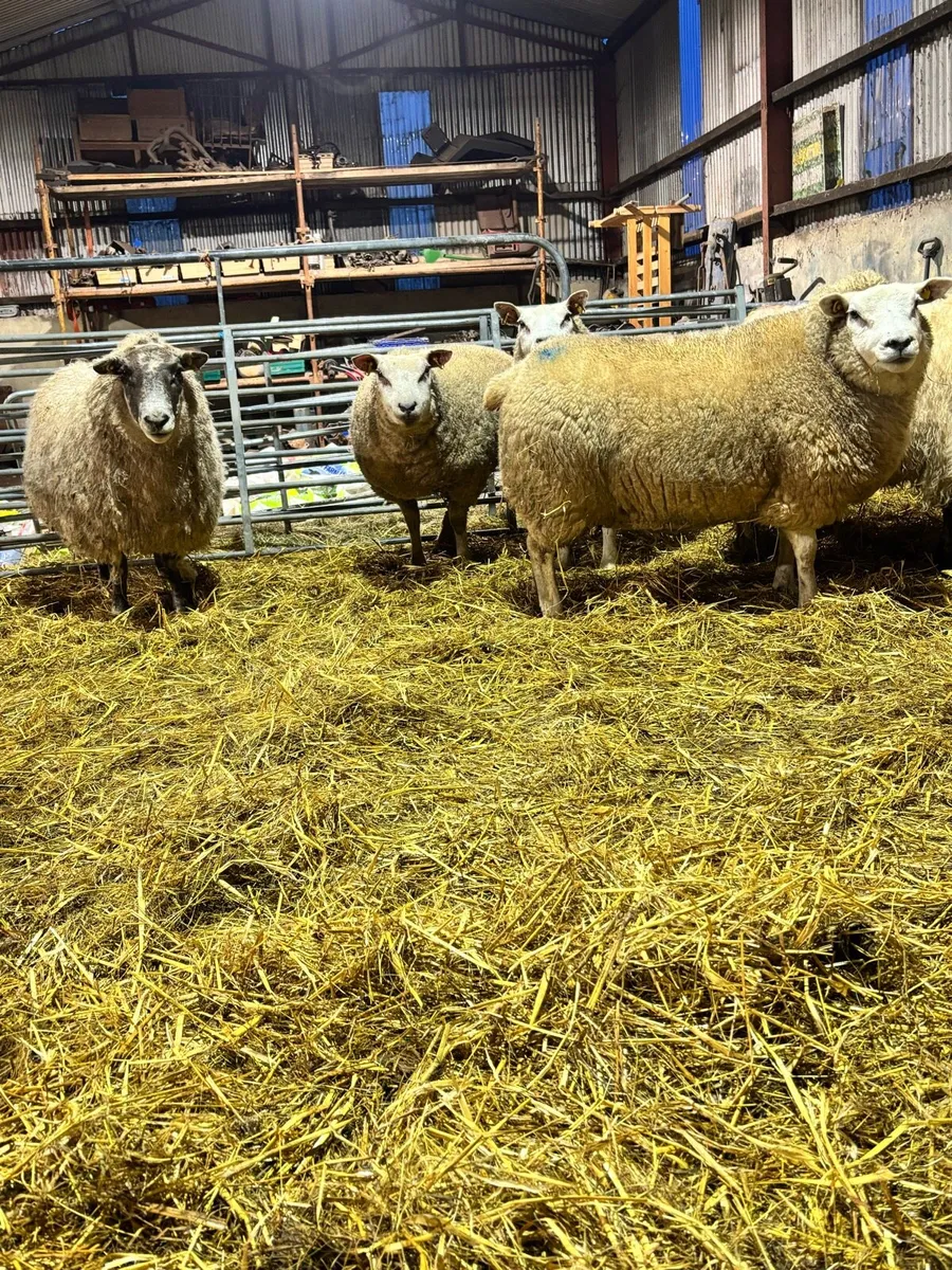 7 inlamb ewes - Image 2