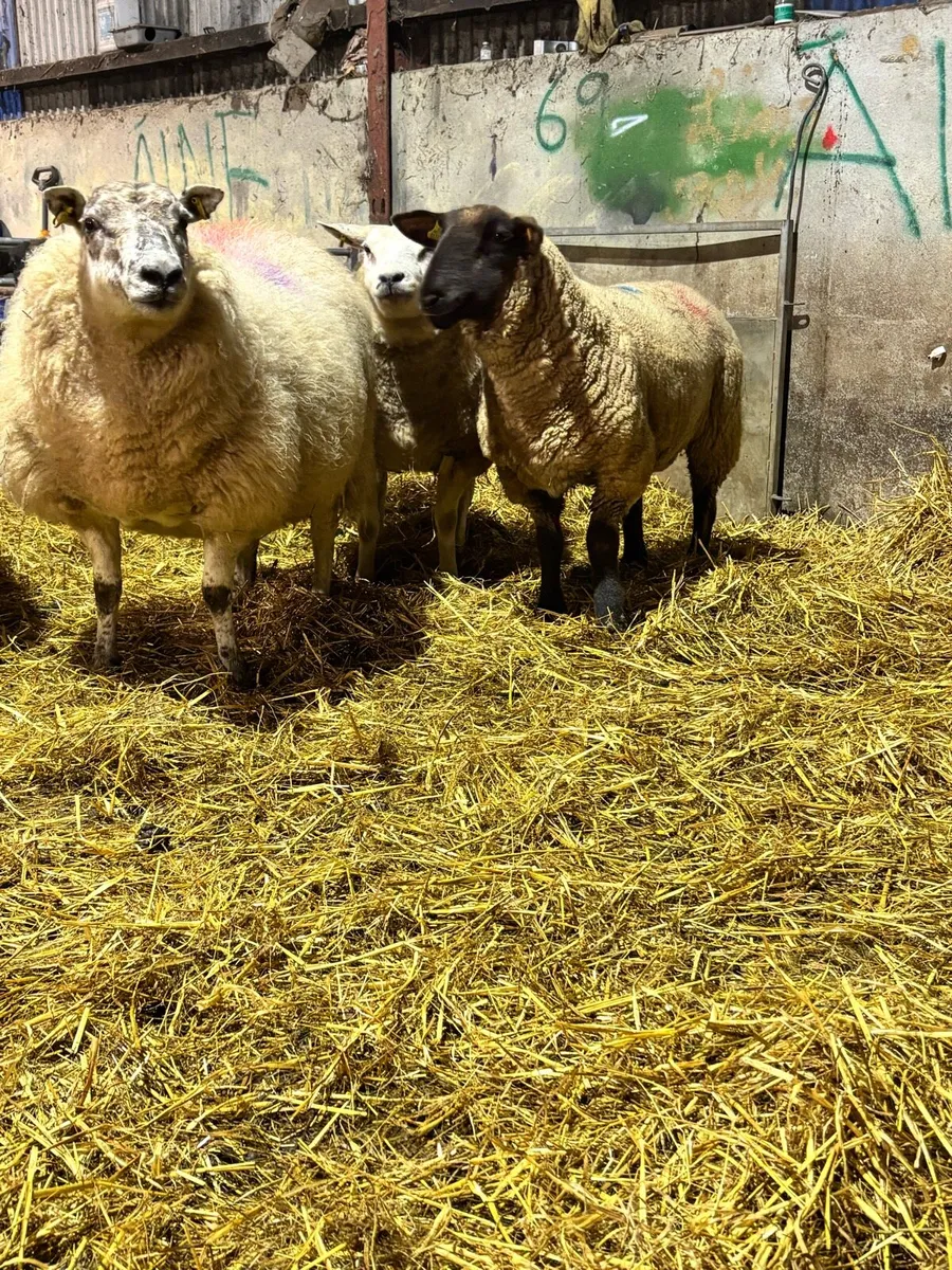 7 inlamb ewes - Image 3