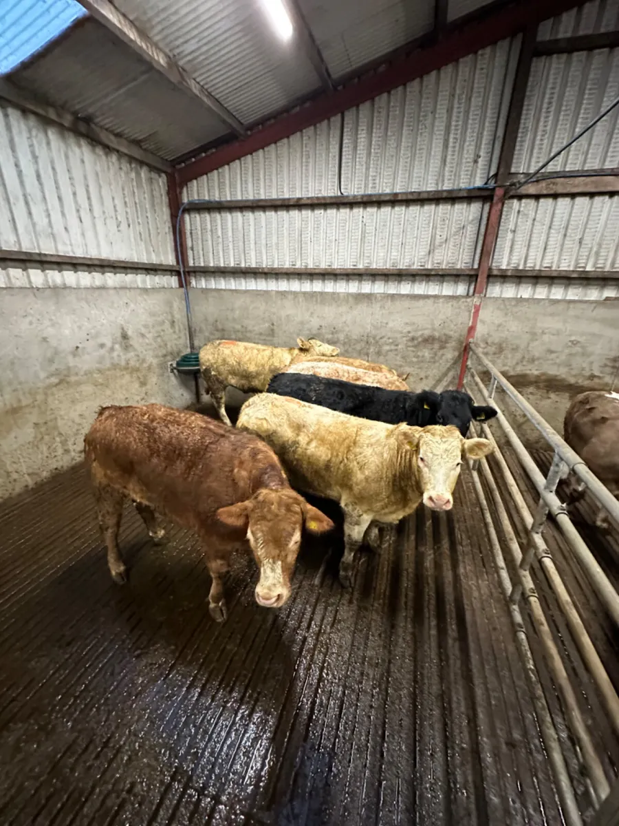 Forward heifers - Image 4