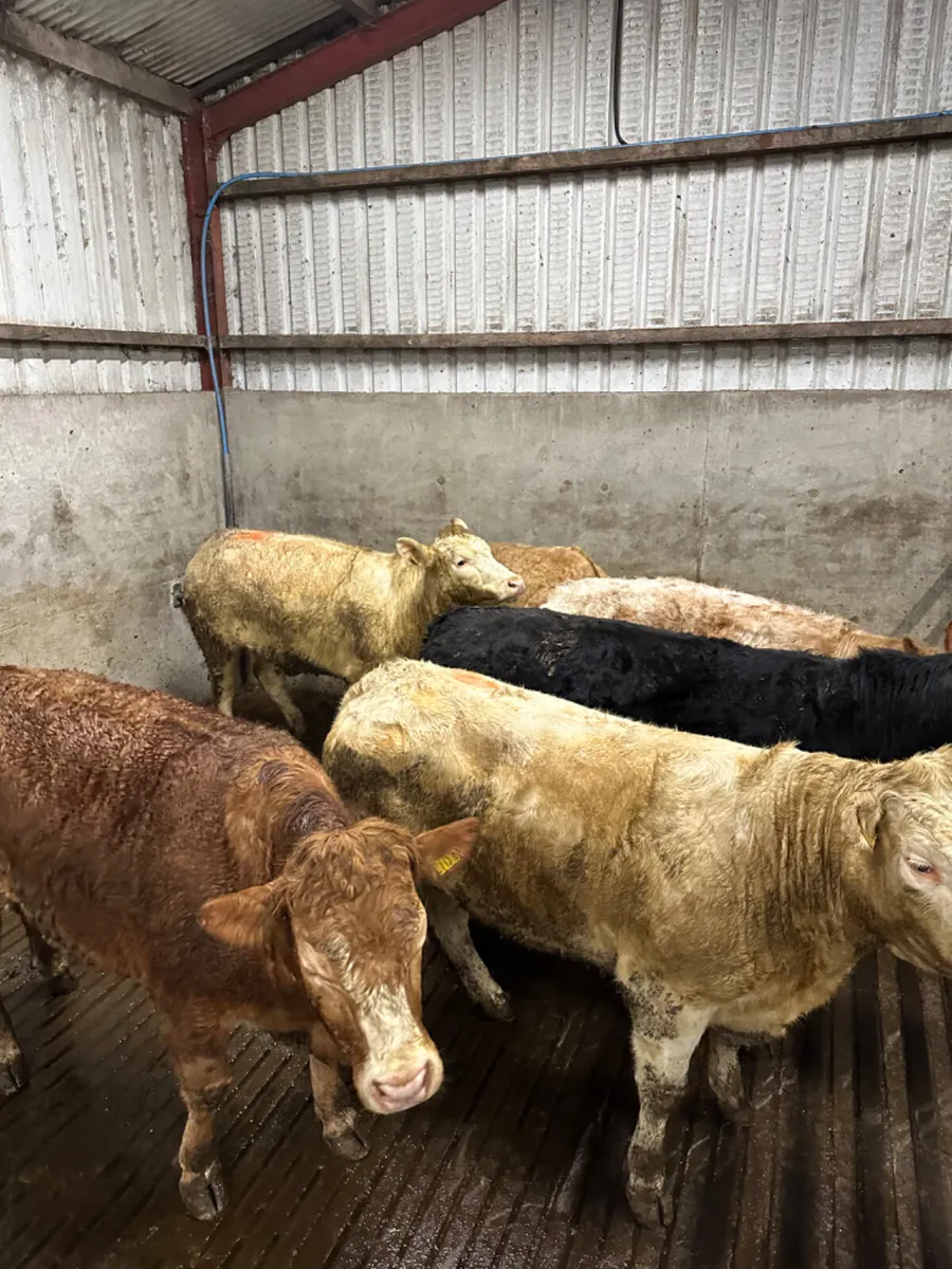 Forward heifers - Image 2