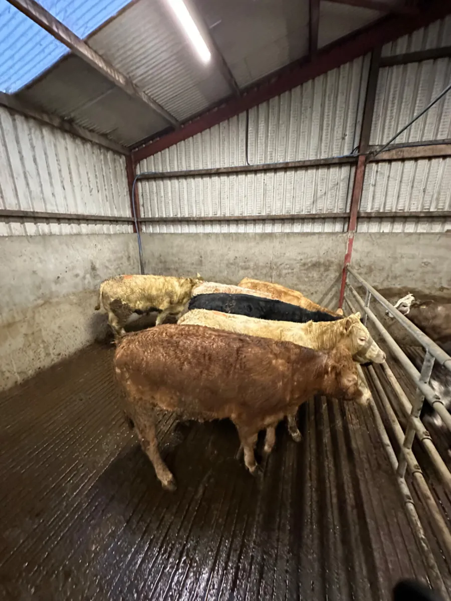 Forward heifers - Image 3