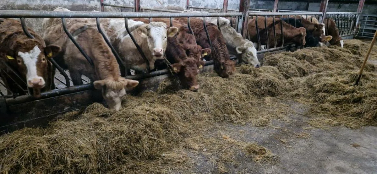 Silage Round Bales - Image 3