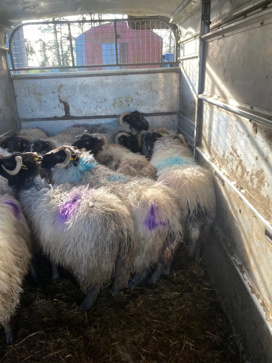 Inlamb ewes for sale - Image 4